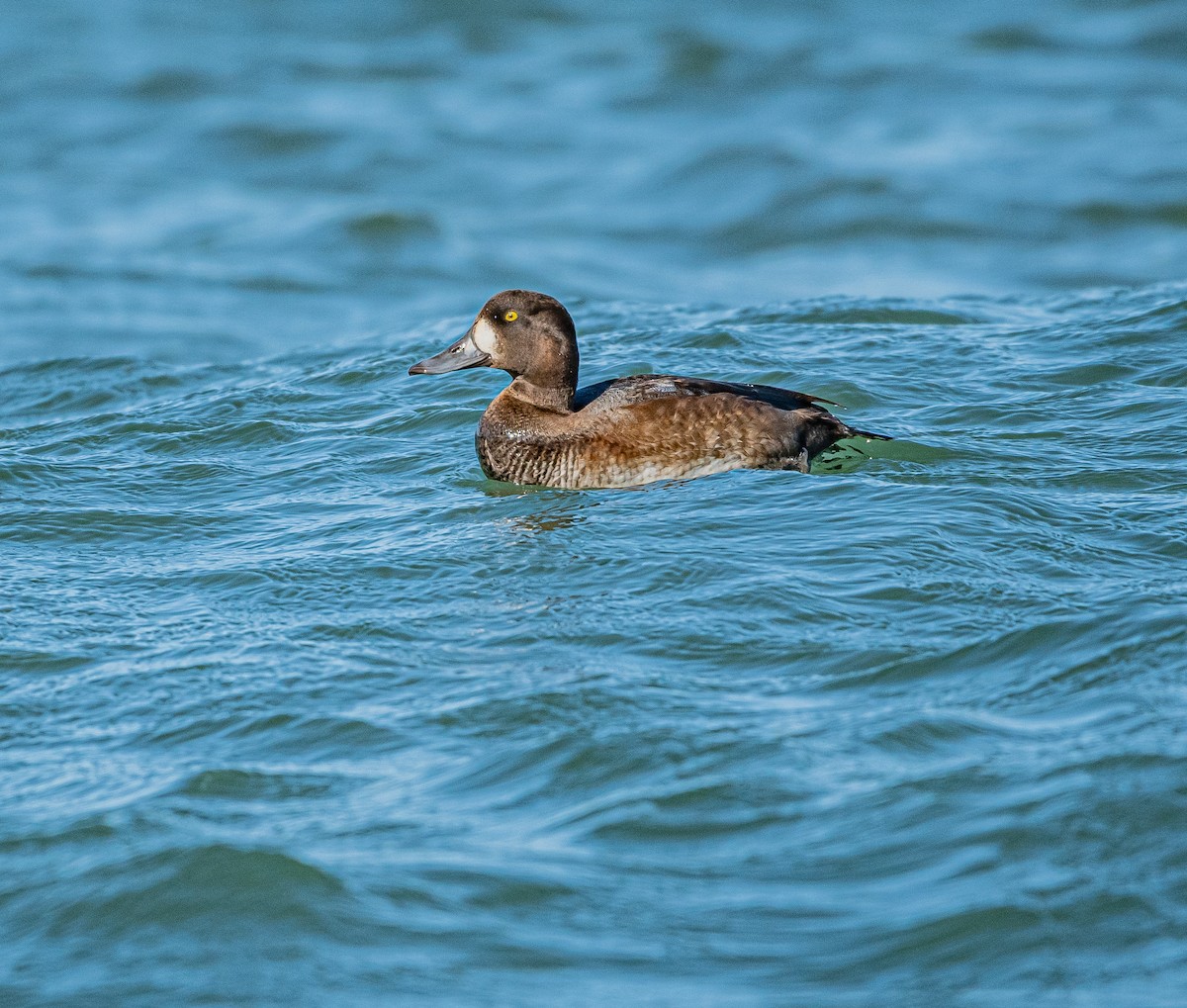 Greater Scaup - ML643456520