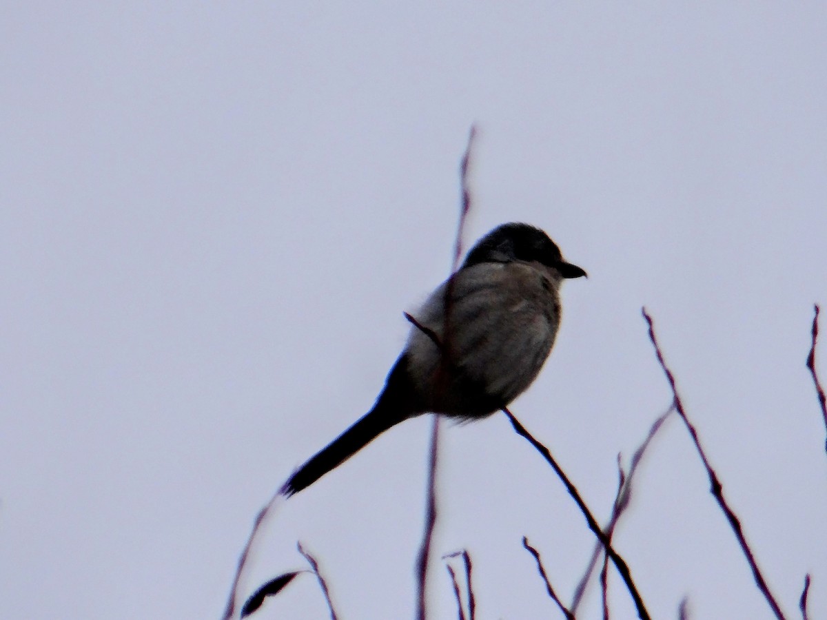 Alcaudón Boreal - ML643456527