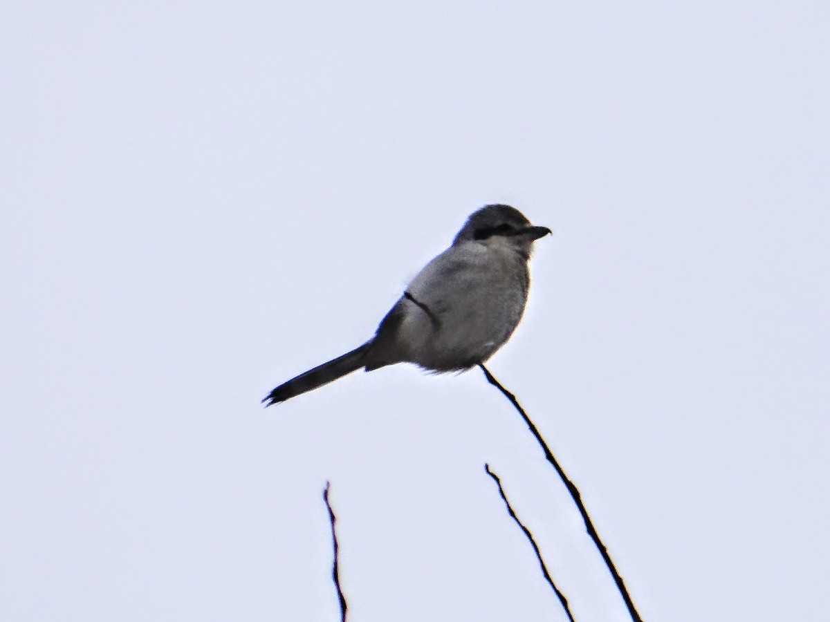Alcaudón Boreal - ML643456528