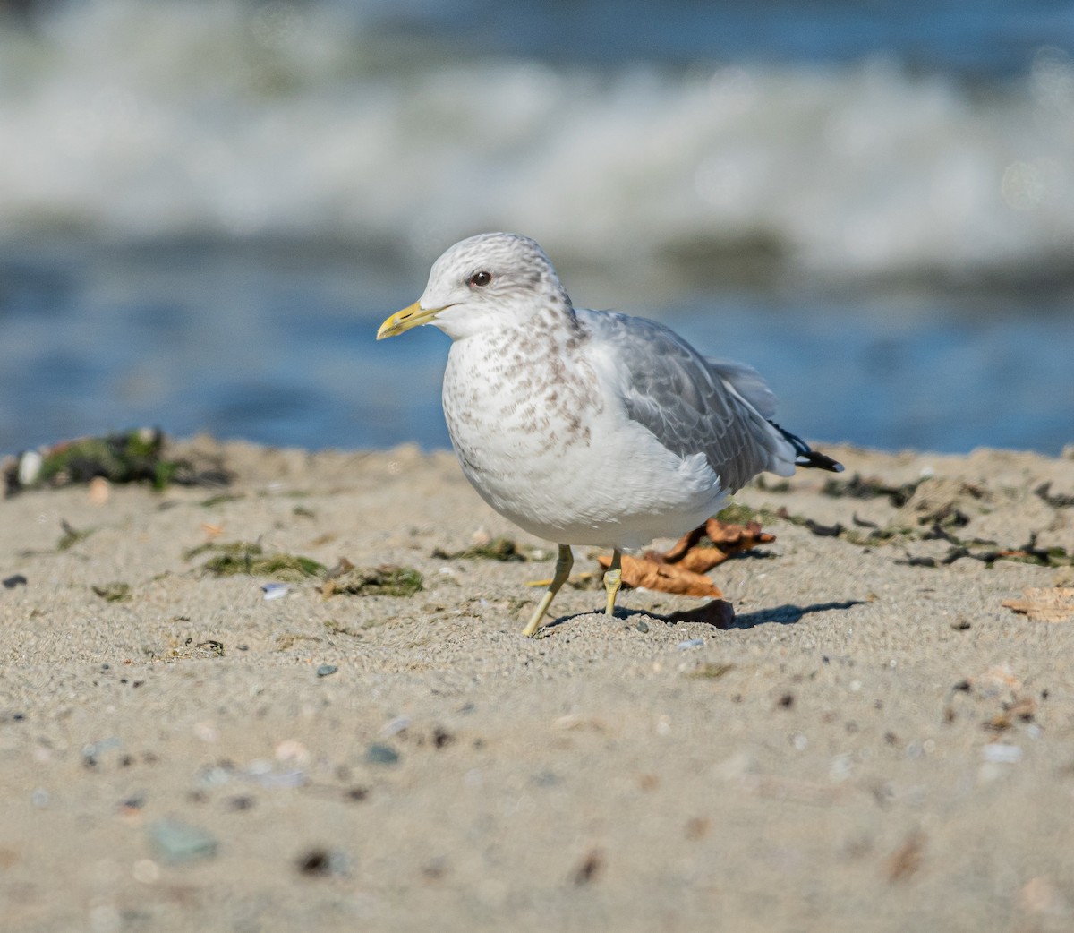 Short-billed Gull - ML643456529