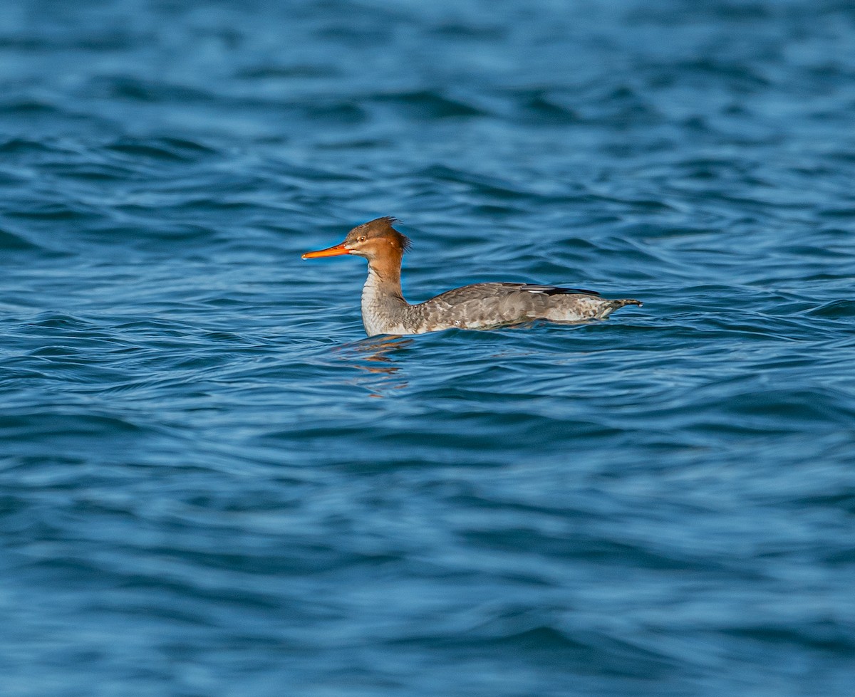 Red-breasted Merganser - ML643456532