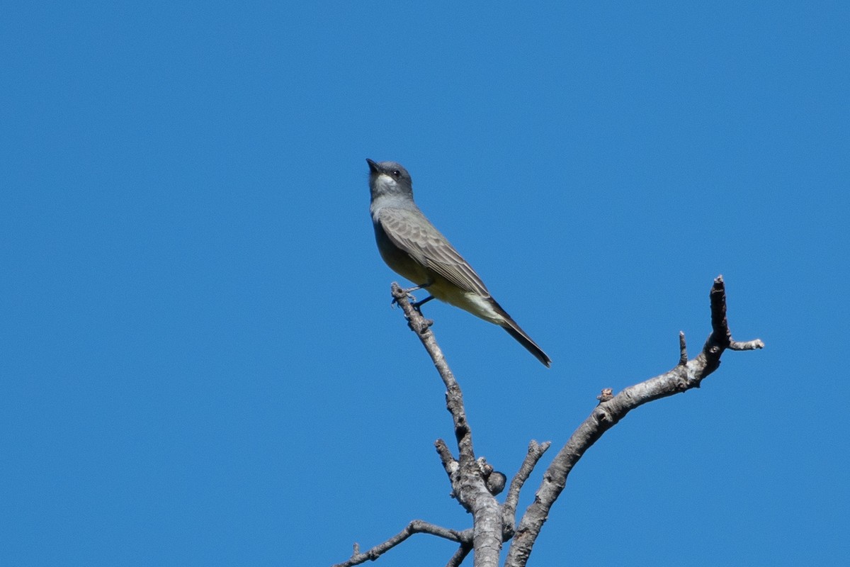 Cassin's Kingbird - ML643456534