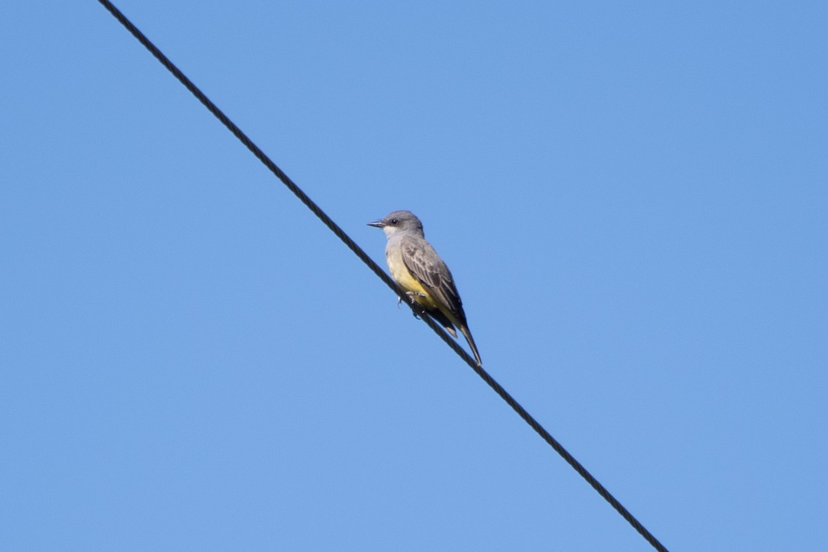 Cassin's Kingbird - ML643456535