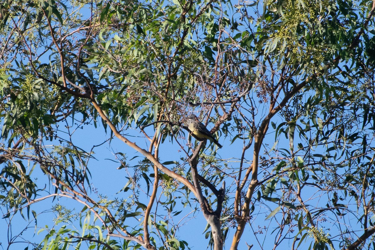 Cassin's Kingbird - ML643456536