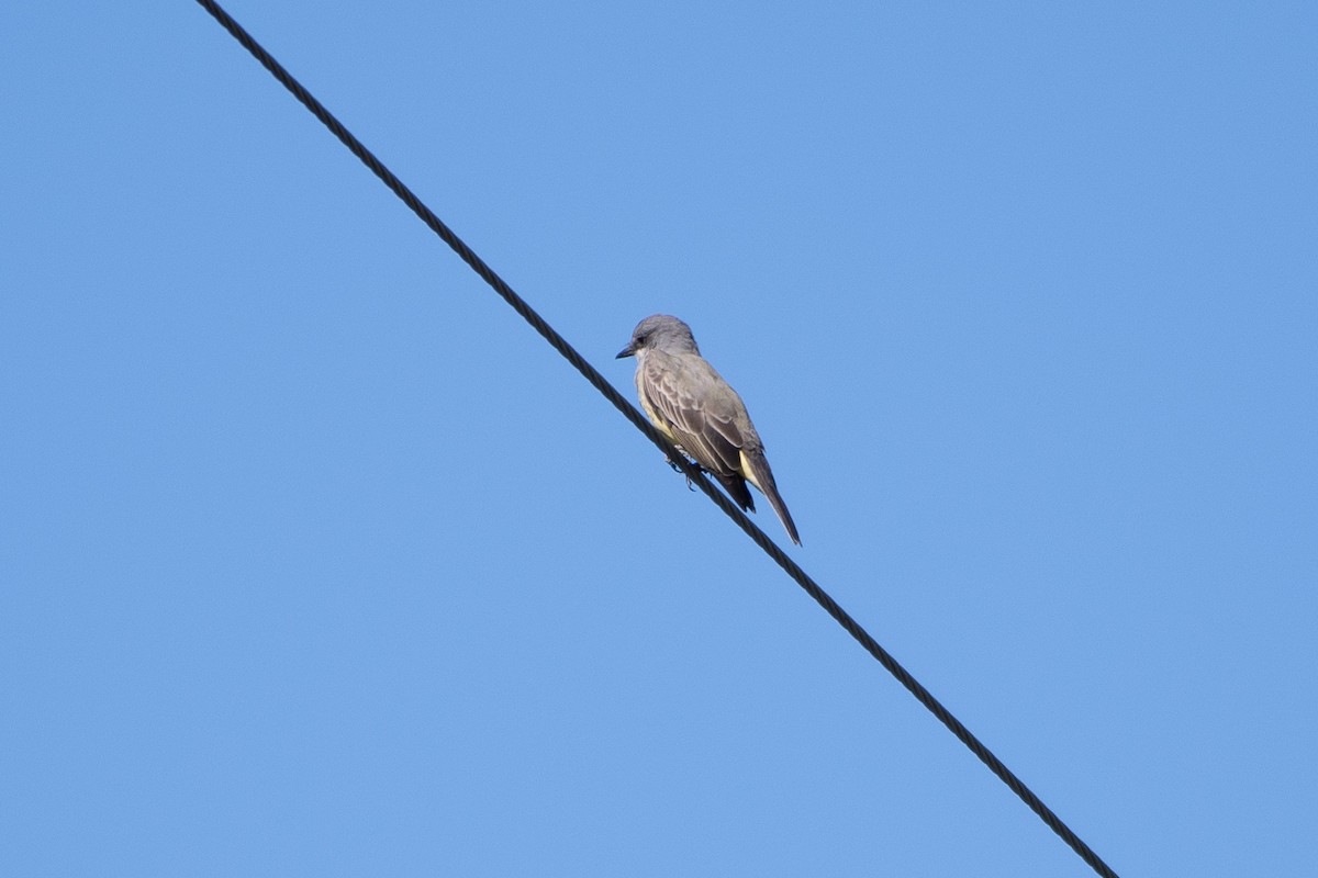 Cassin's Kingbird - ML643456537