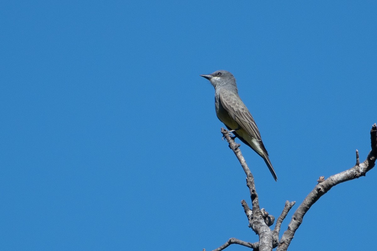Cassin's Kingbird - ML643456538