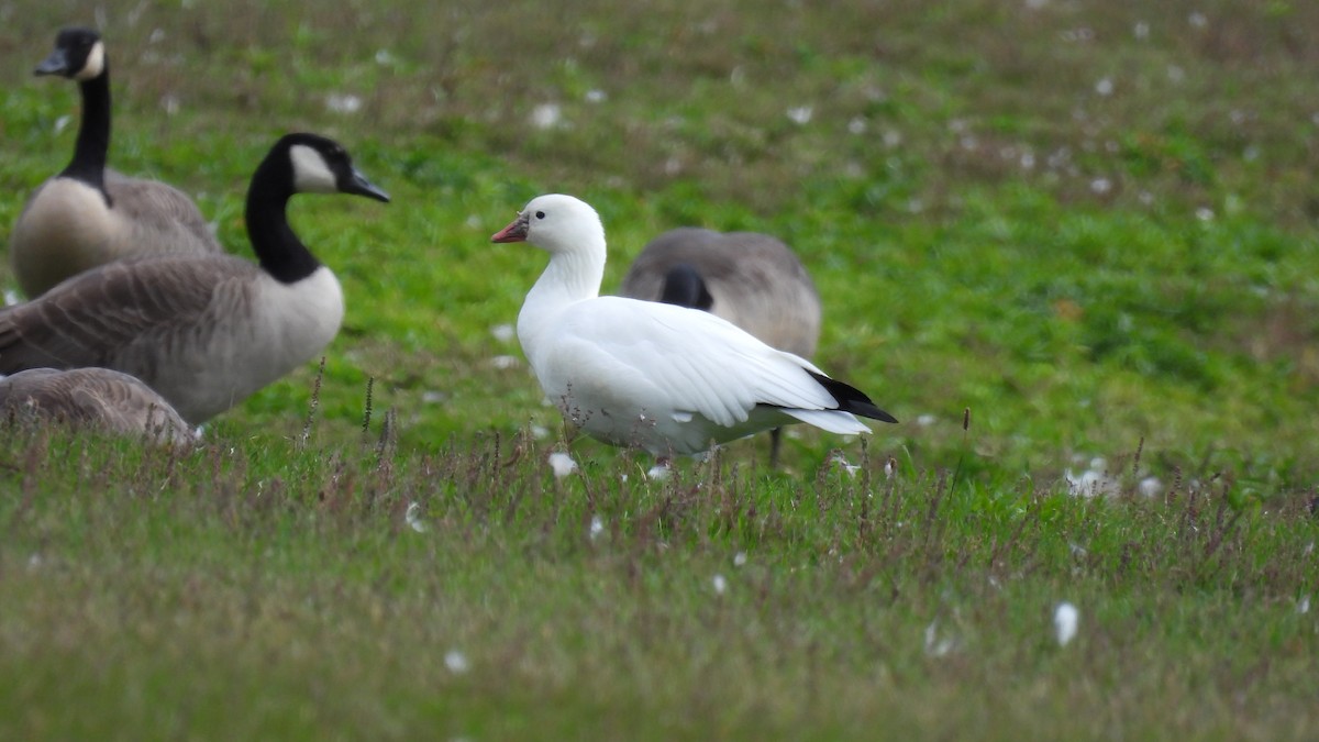 Ross's Goose - ML643456539