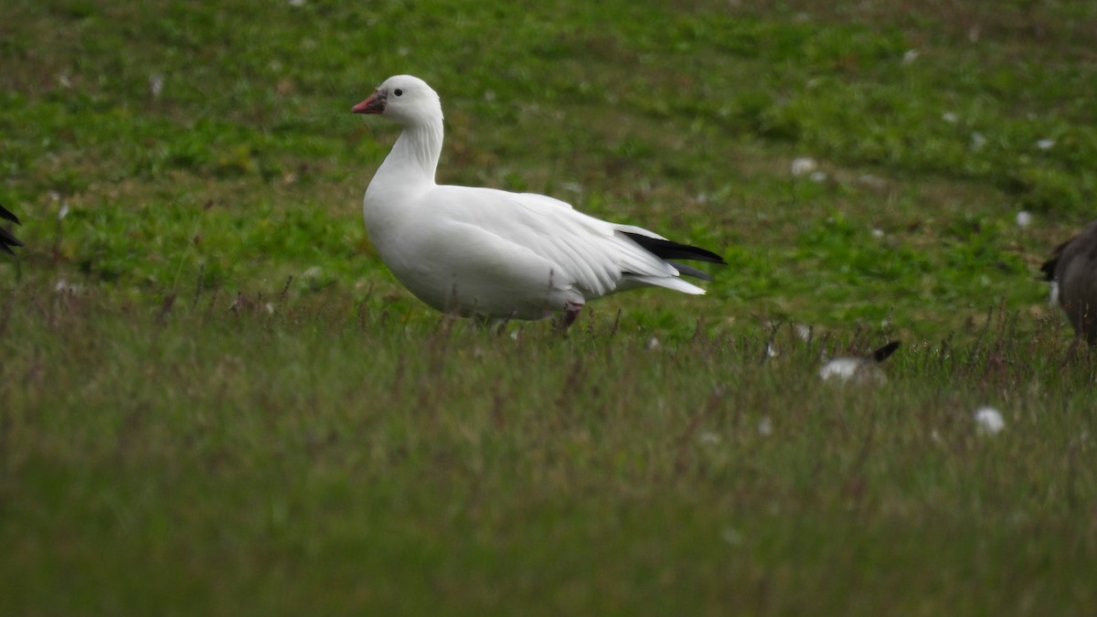 Ross's Goose - ML643456540