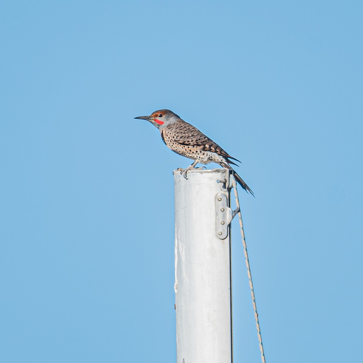 Northern Flicker - ML643456545