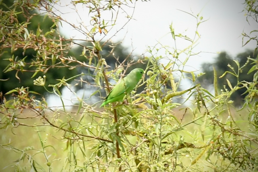 Green-rumped Parrotlet - ML643456551