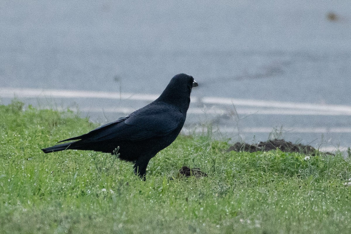 Amerikakrähe - ML643456556