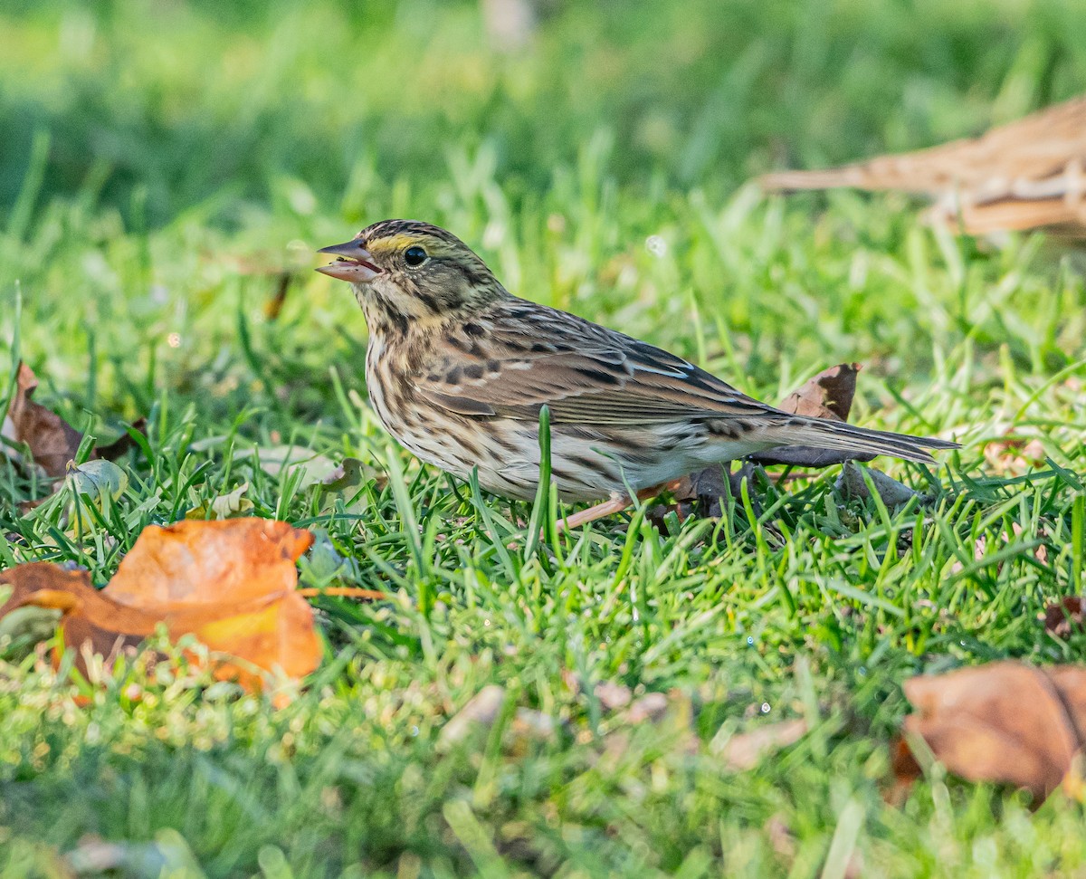 Savannah Sparrow - ML643456560