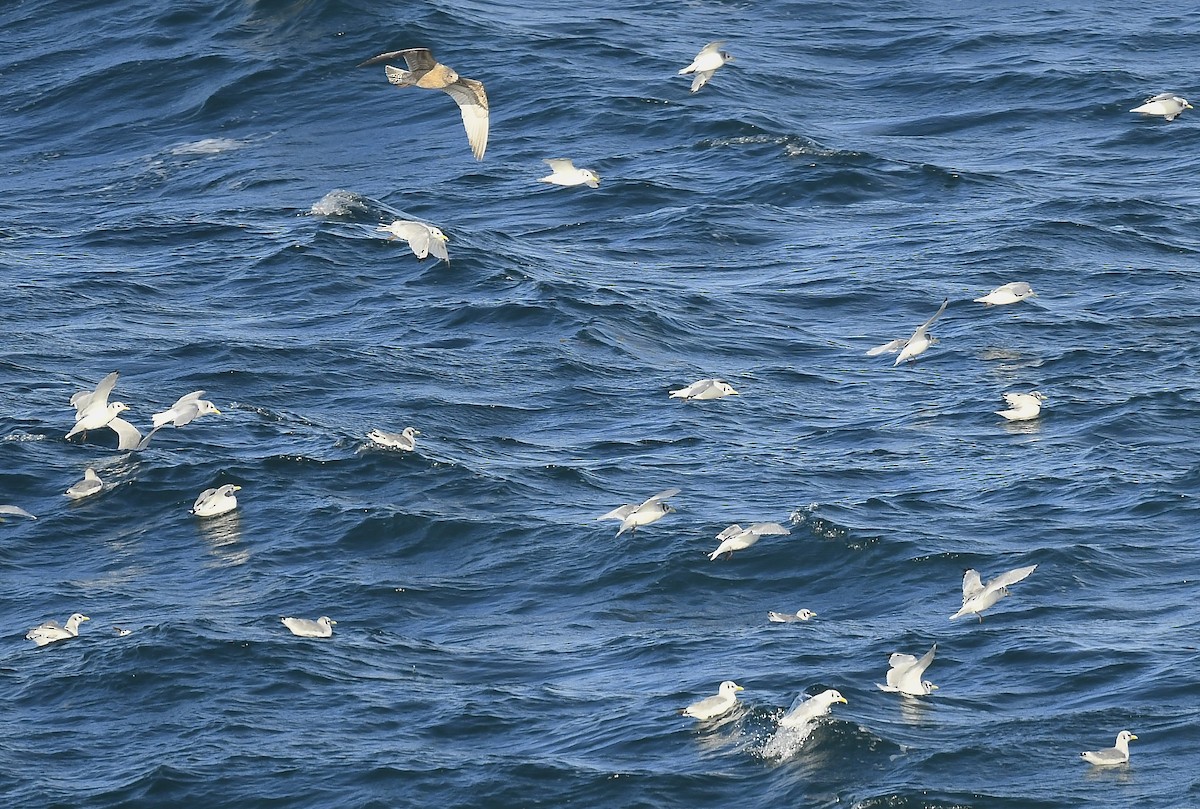 Black-legged Kittiwake - ML643456562