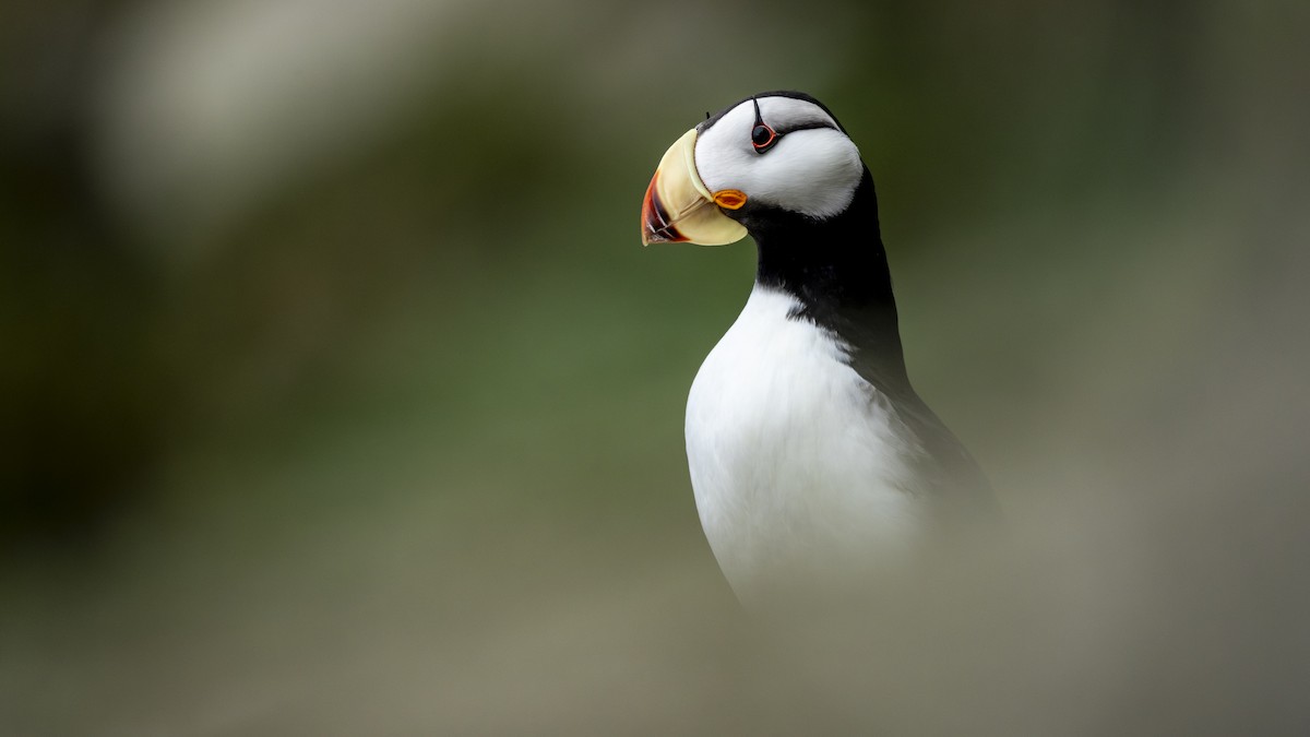 Horned Puffin - ML643456564