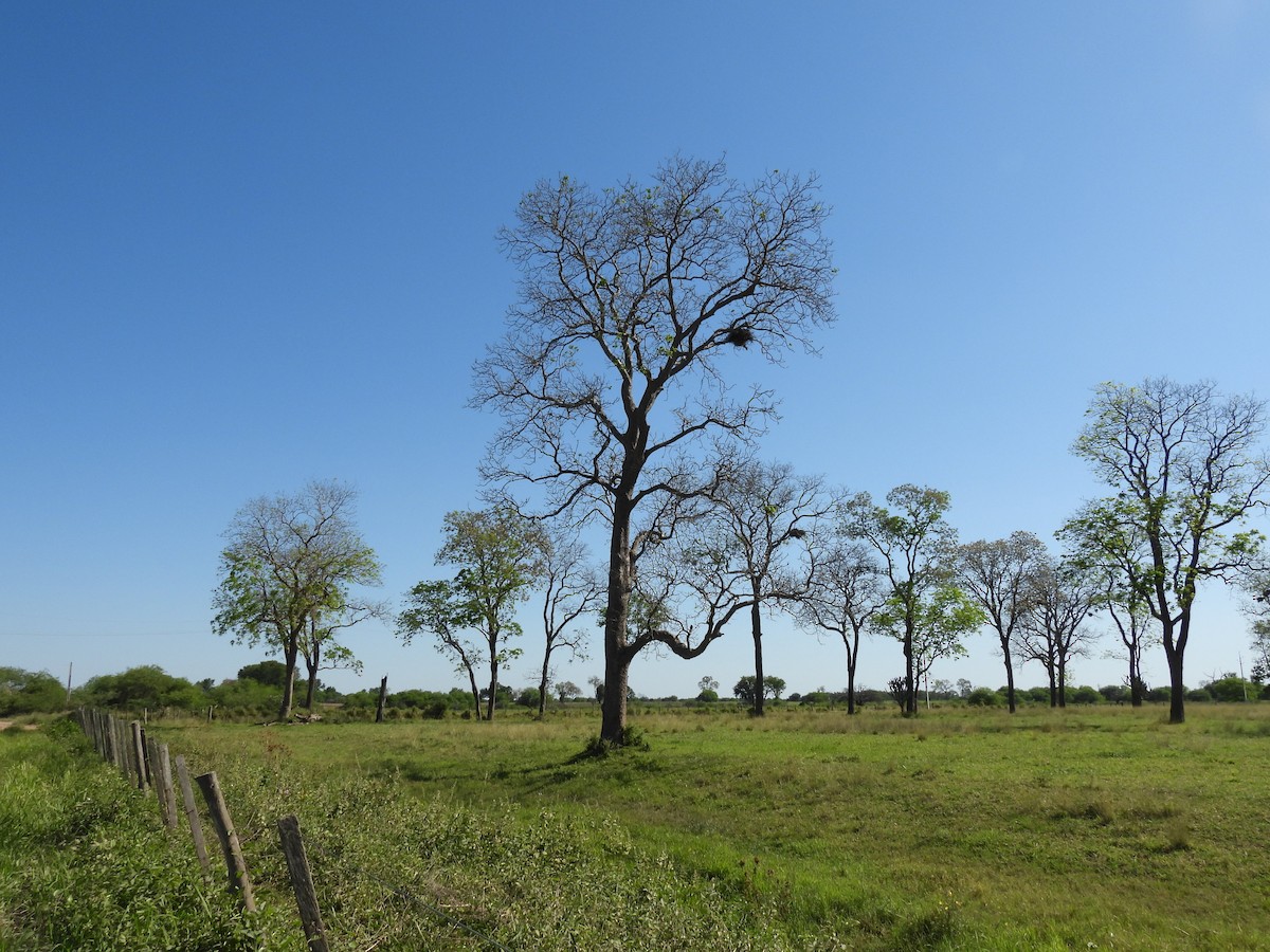 White-tailed Hawk - ML643456565