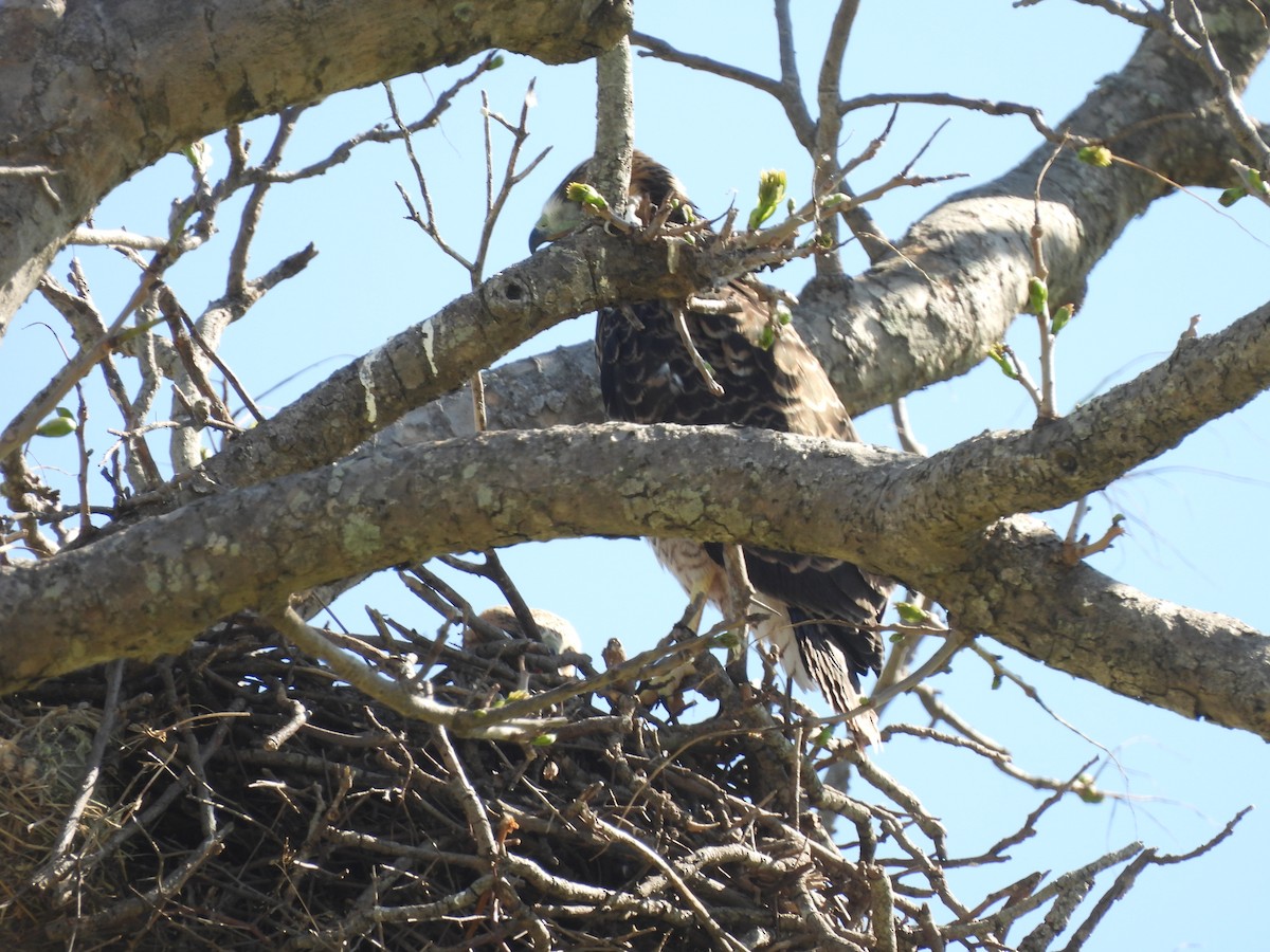White-tailed Hawk - ML643456566