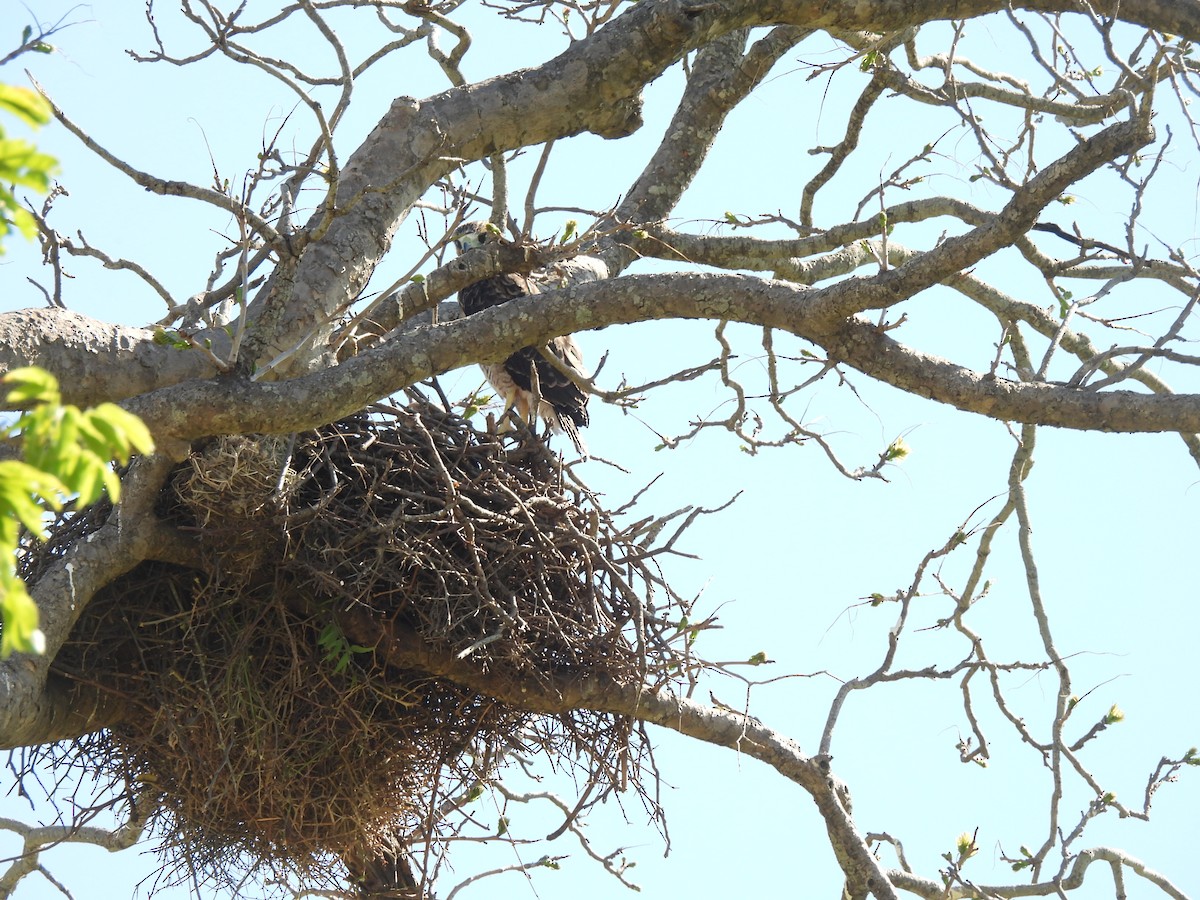 White-tailed Hawk - ML643456567
