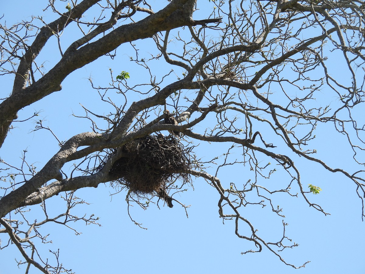 White-tailed Hawk - ML643456568