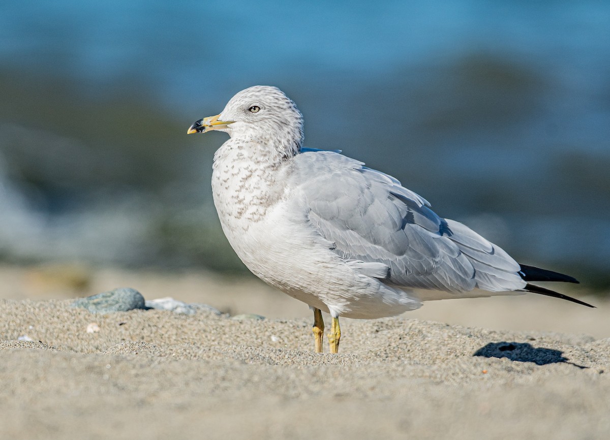 Ring-billed Gull - ML643456570