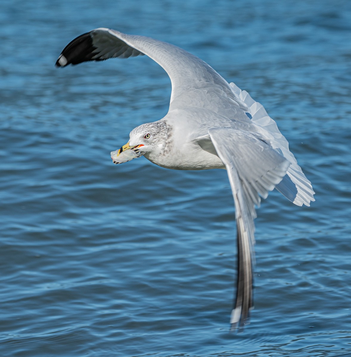 Ring-billed Gull - ML643456573