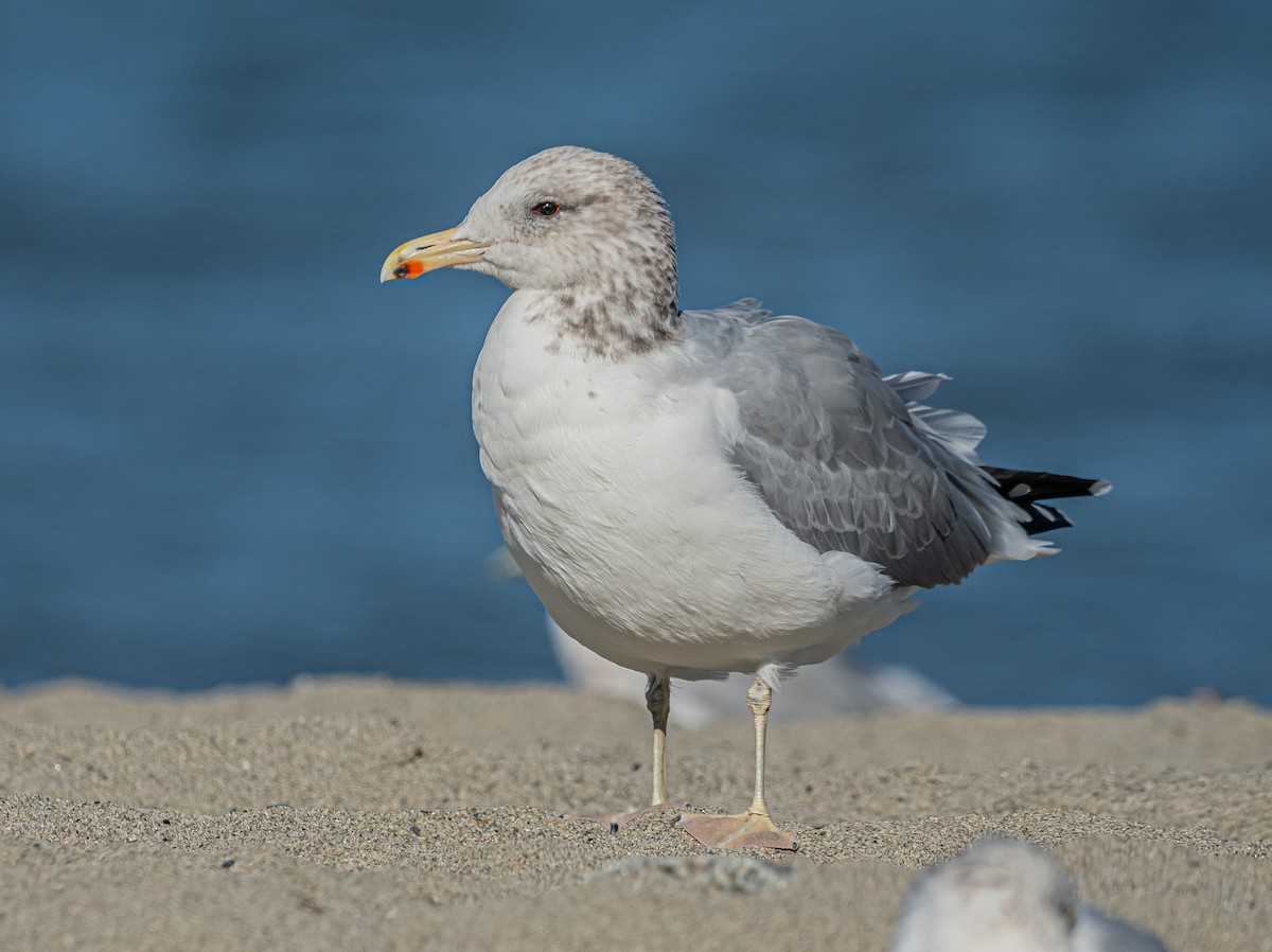 California Gull - ML643456586