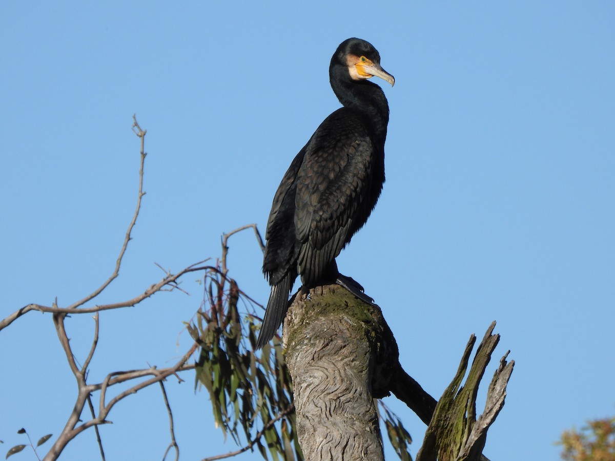 Great Cormorant (Australasian) - ML643456608
