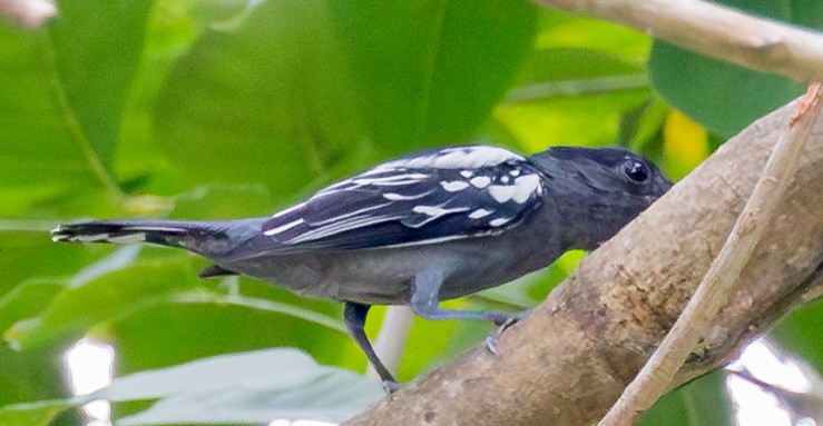 Black-backed Antshrike - ML643456613