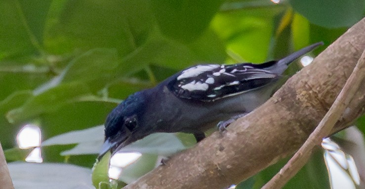 Black-backed Antshrike - ML643456614