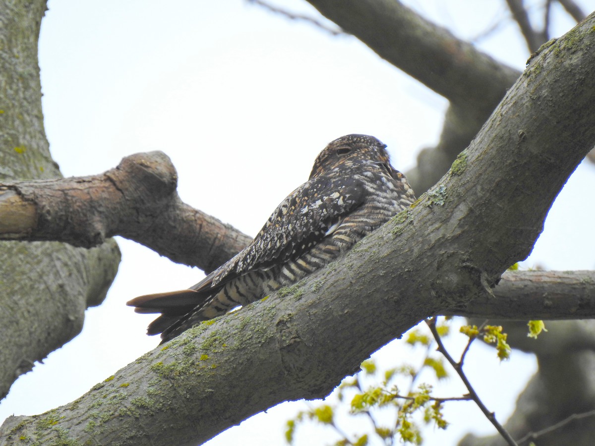 Common Nighthawk - ML643456624