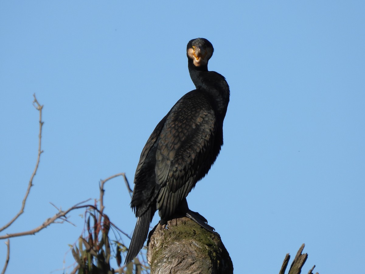 Great Cormorant (Australasian) - ML643456638