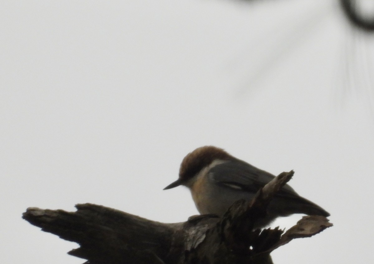 Brown-headed Nuthatch - ML643456659