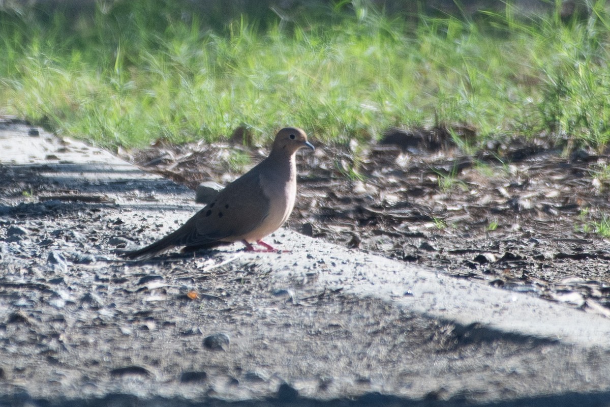 sørgedue - ML643456665