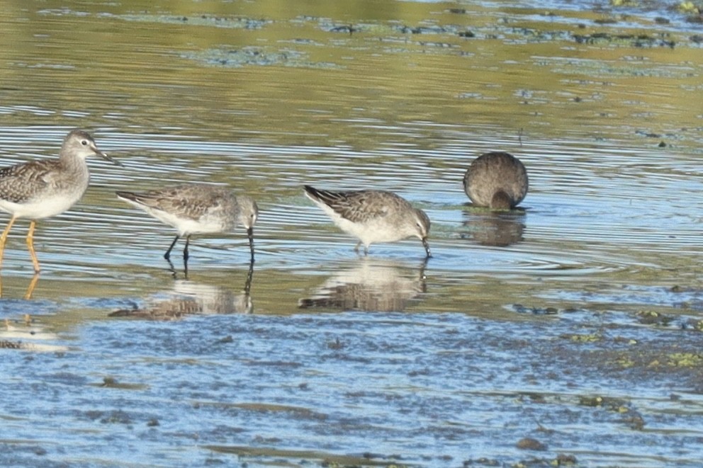 Stilt Sandpiper - ML643456675