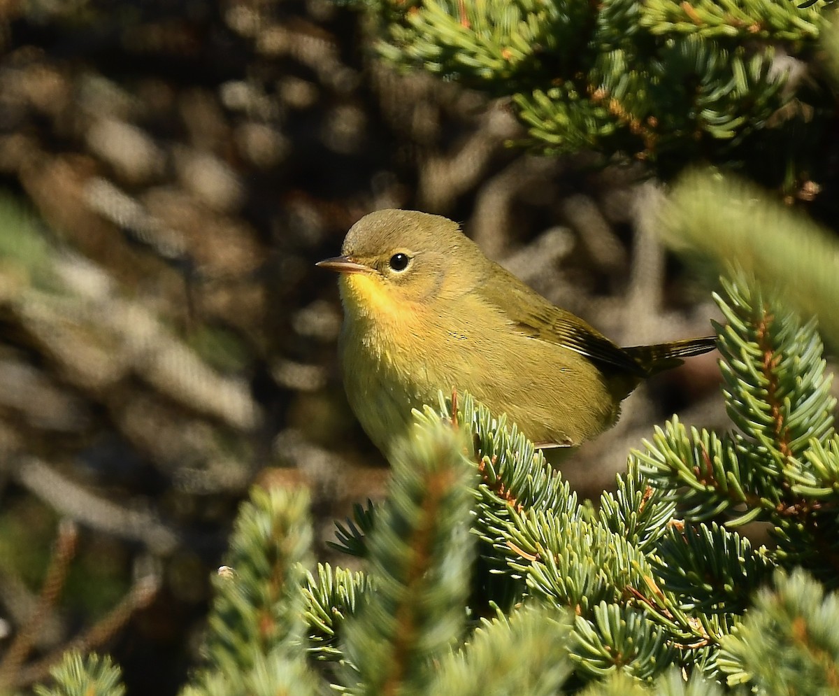 Common Yellowthroat - ML643456703