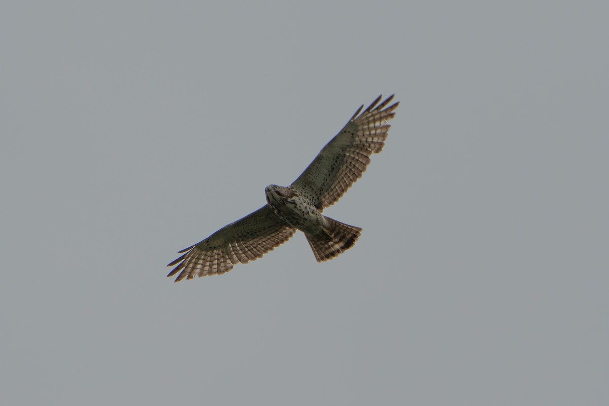 Broad-winged Hawk - ML643456714