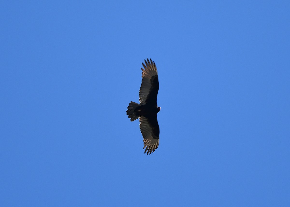 Turkey Vulture - ML643456723