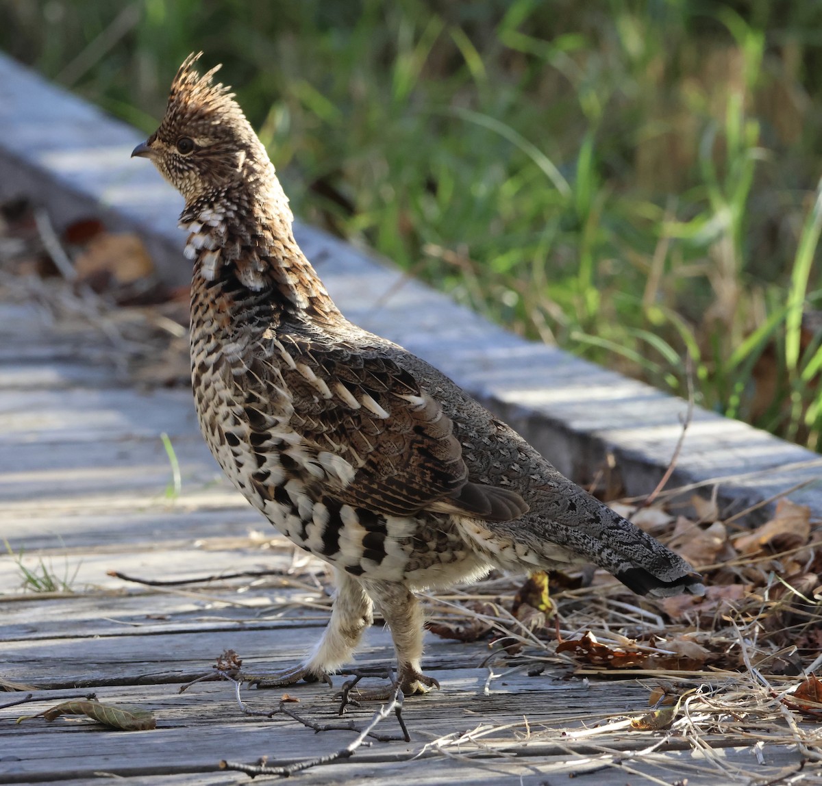 Ruffed Grouse - ML643456728