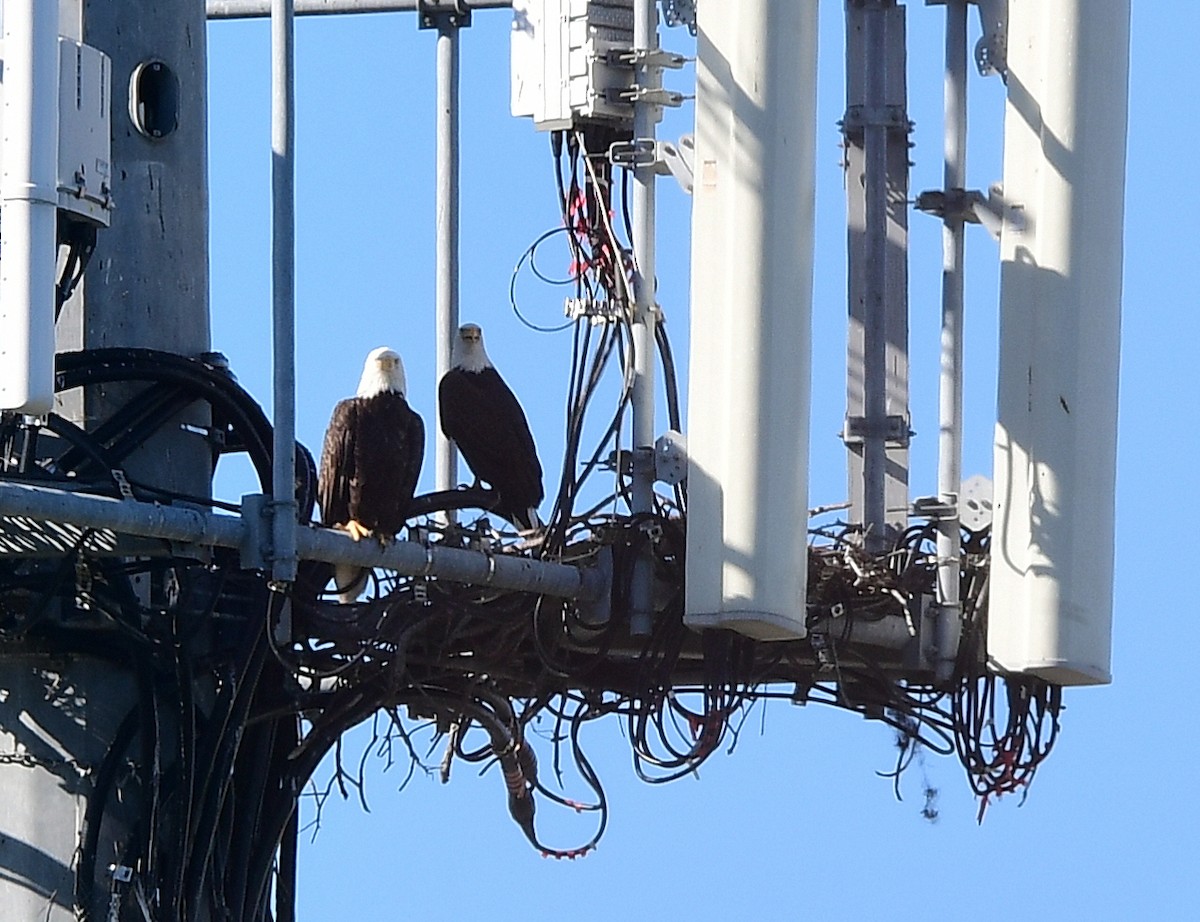 Bald Eagle - ML643456738