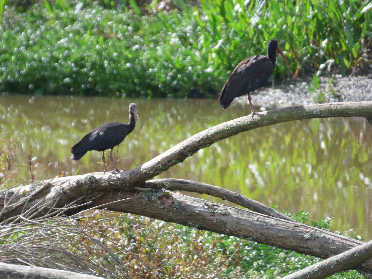 Ibis Afeitado - ML643456763
