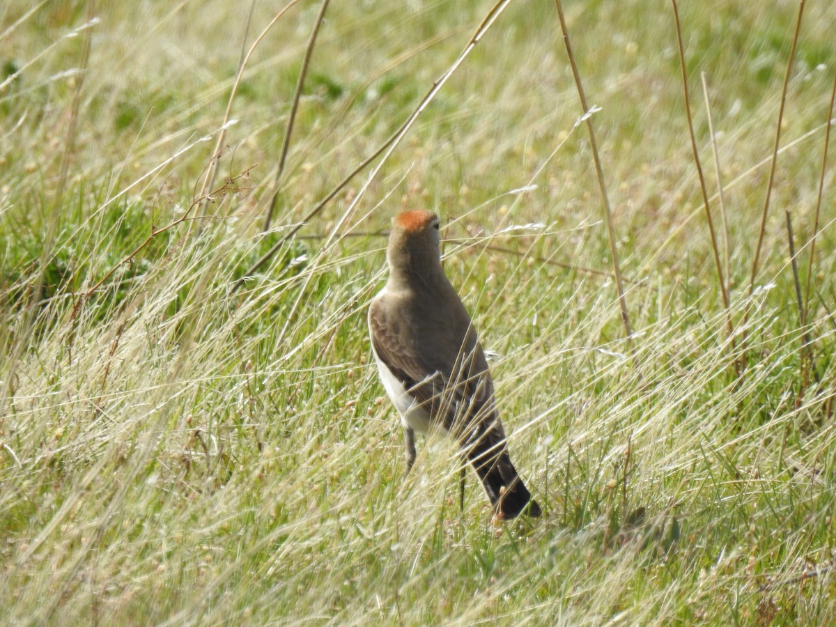 White-browed Ground-Tyrant - ML643456766