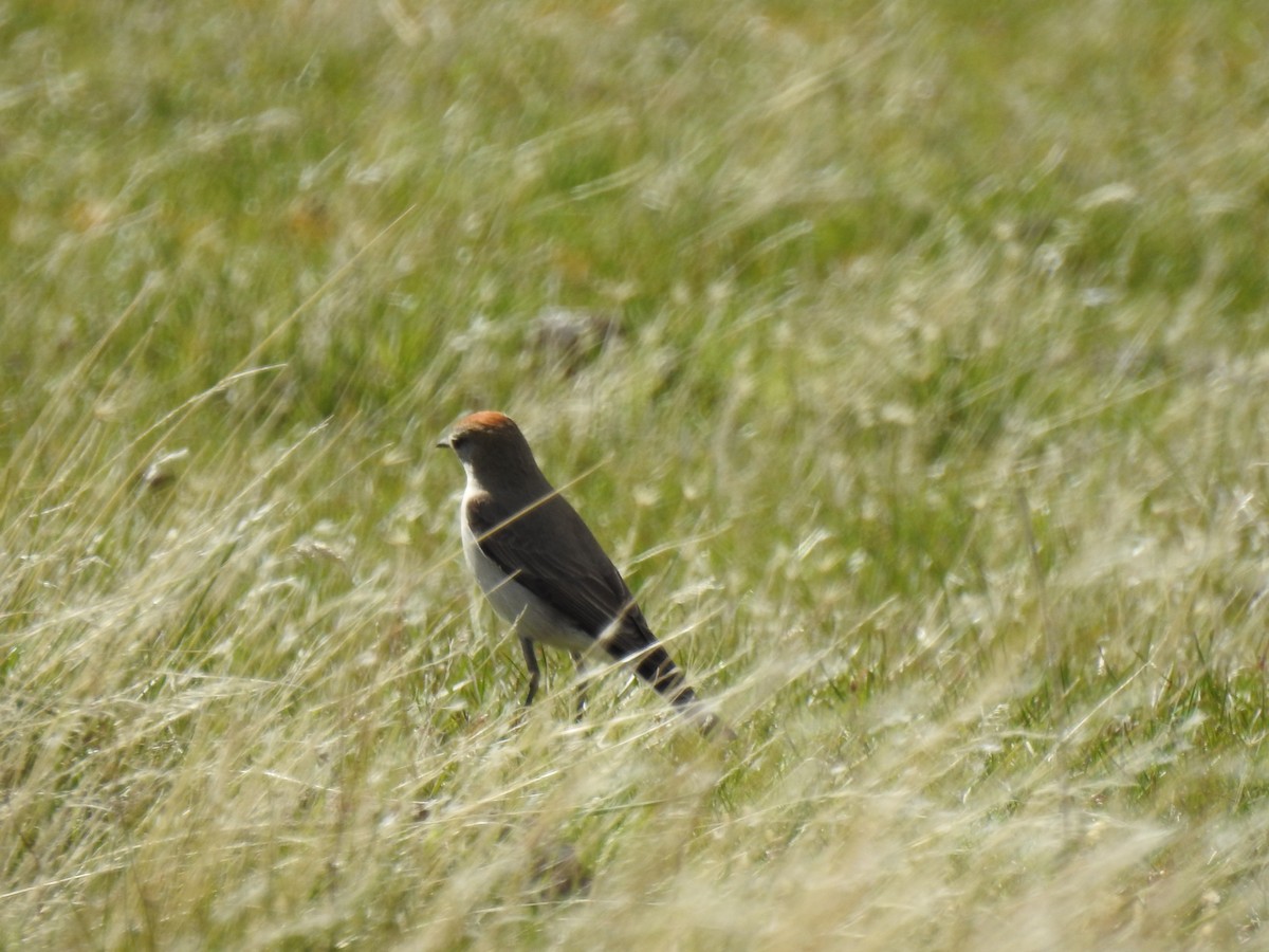 White-browed Ground-Tyrant - ML643456767