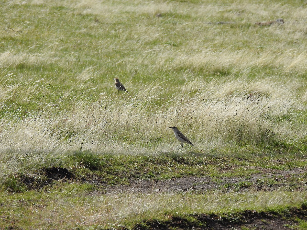 White-browed Ground-Tyrant - ML643456768