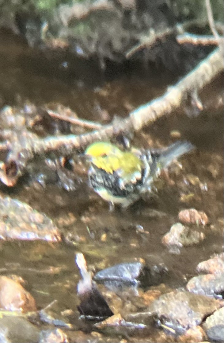 Black-throated Green Warbler - ML643456806
