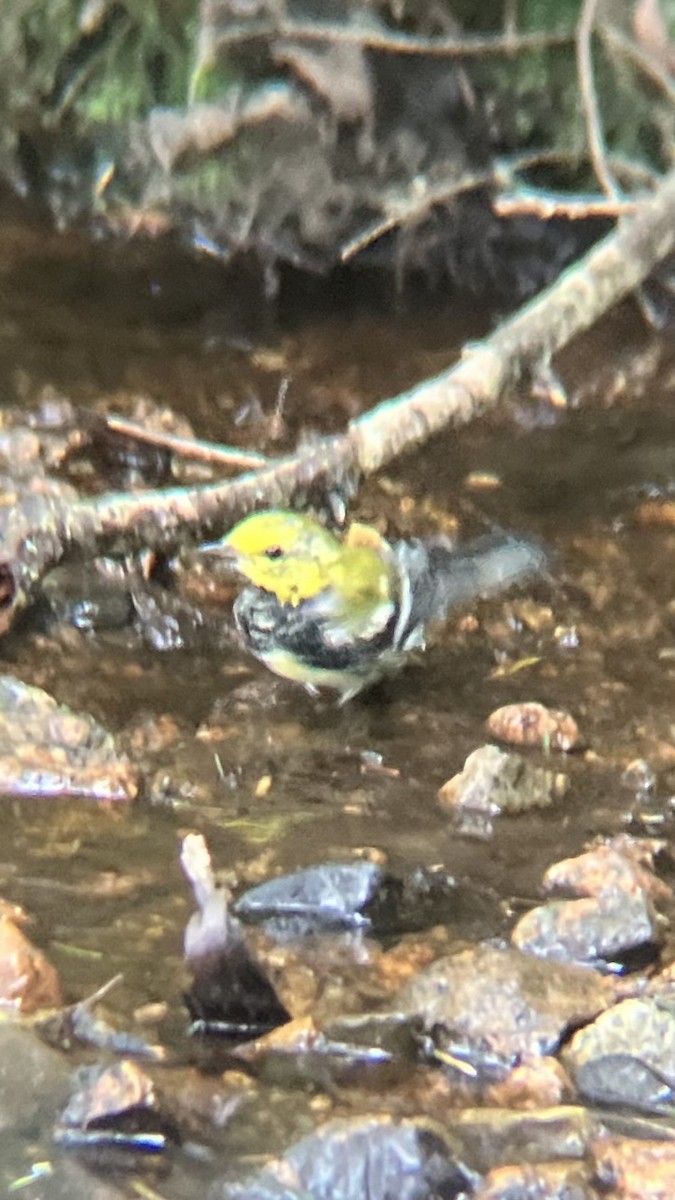 Black-throated Green Warbler - ML643456807