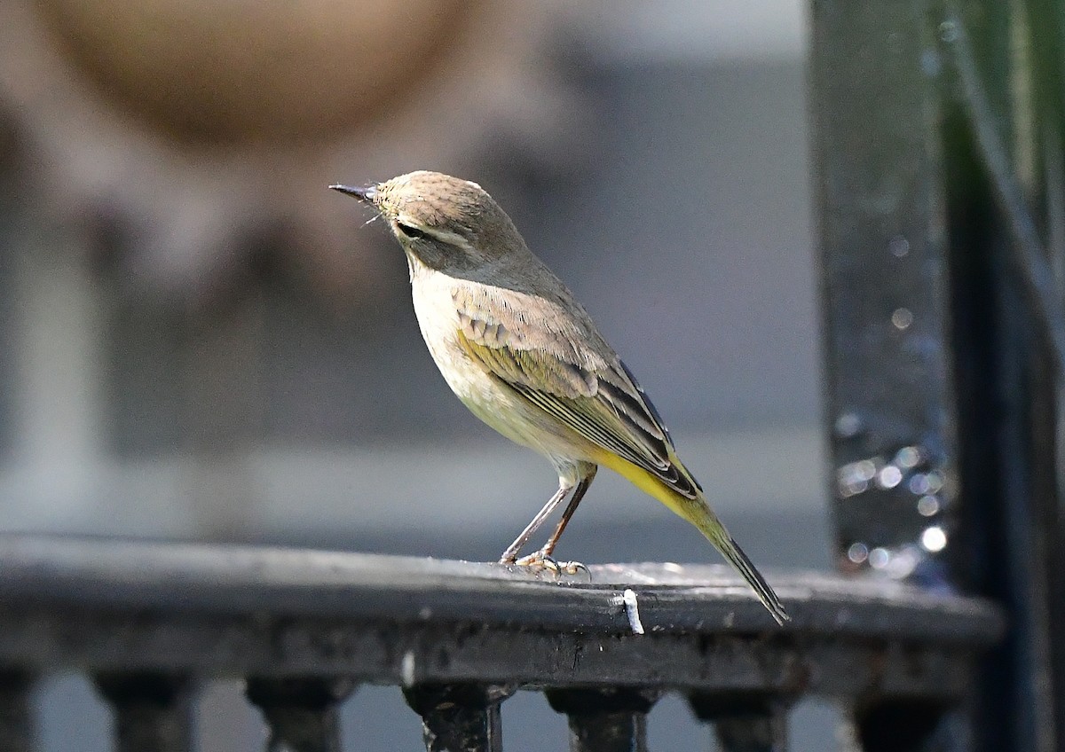 Palm Warbler (Western) - ML643456821