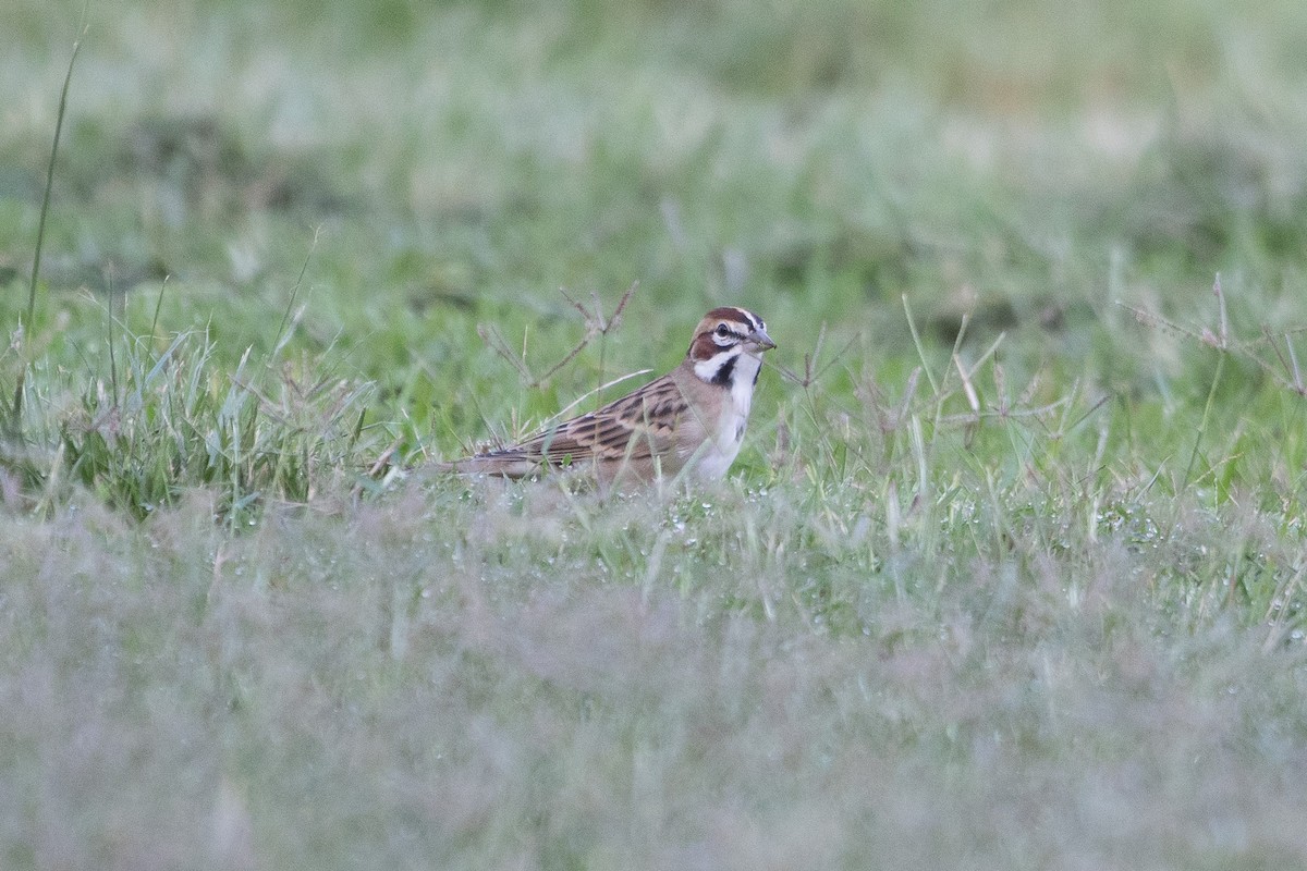 Lark Sparrow - ML643456824