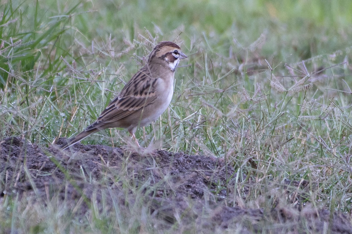 Lark Sparrow - ML643456825