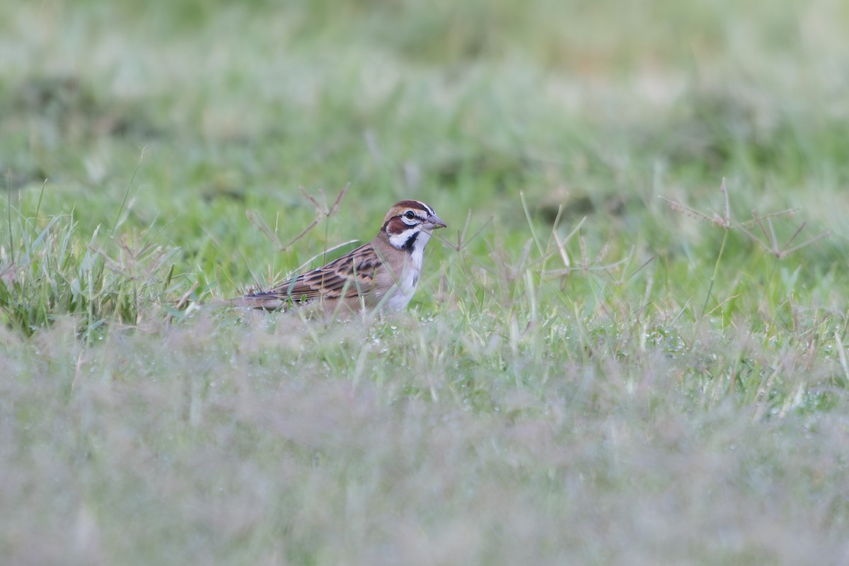 Lark Sparrow - ML643456826
