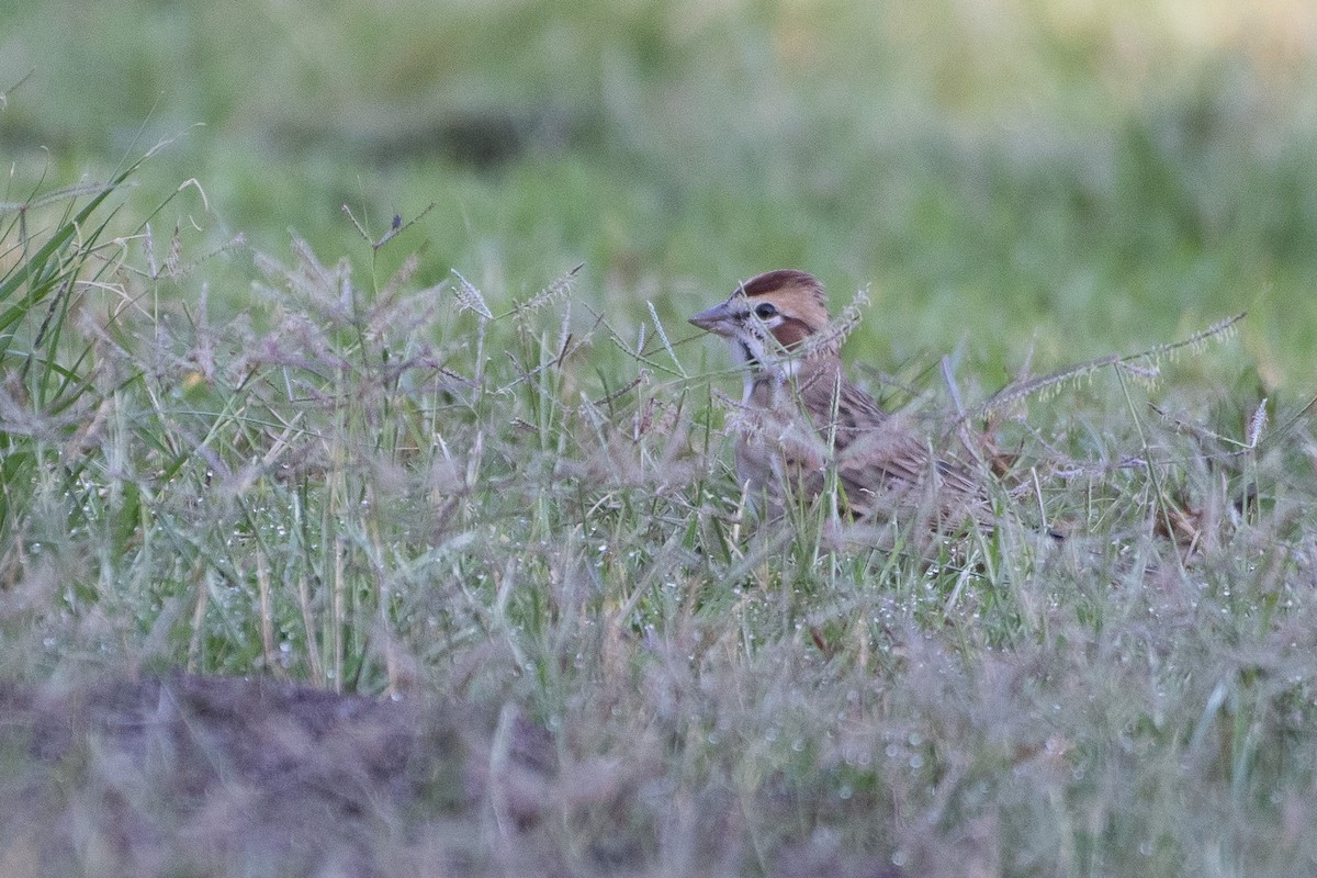 Lark Sparrow - ML643456827