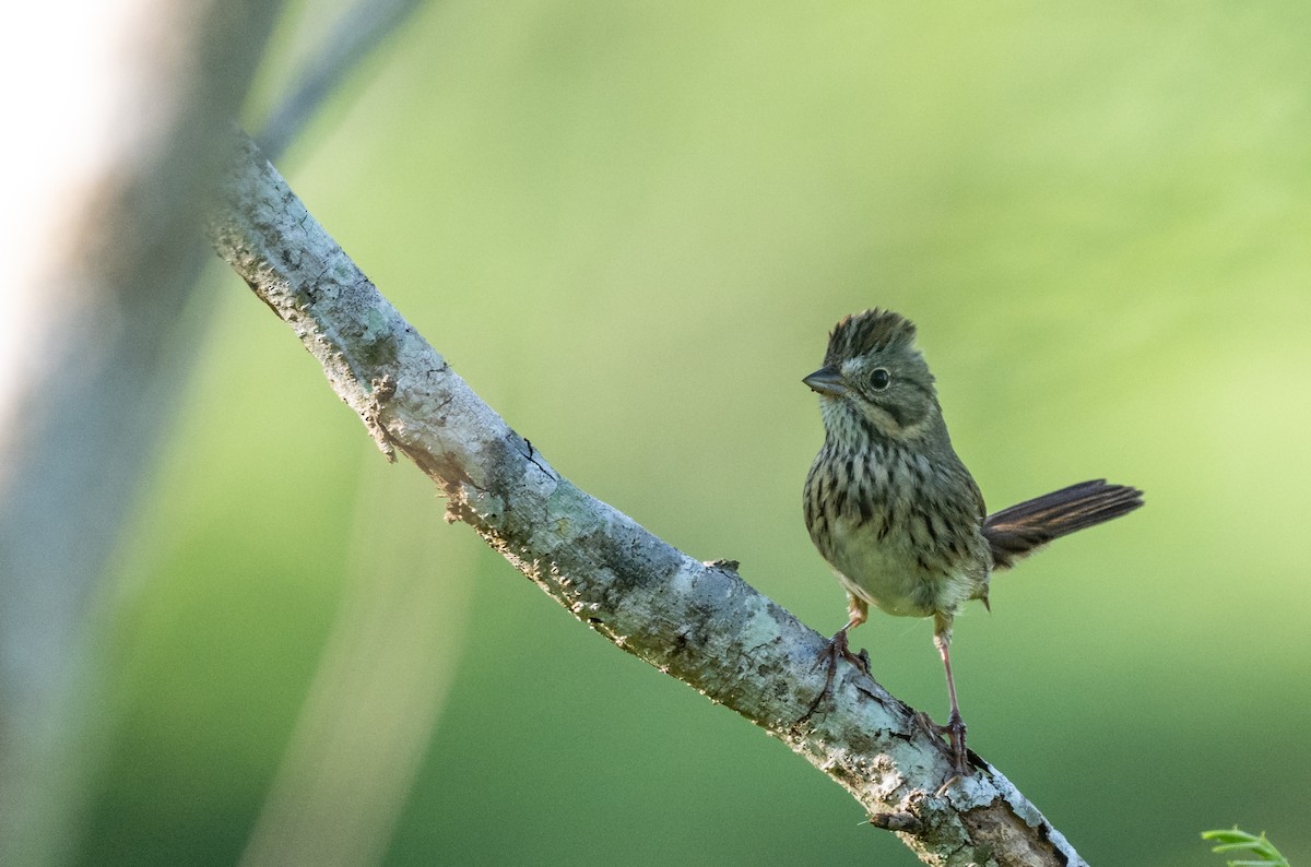 Lincoln's Sparrow - ML643456836